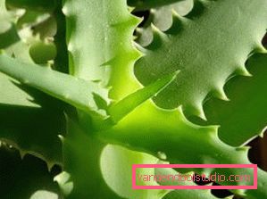 Aloe pre vlasy a vlasovú pokožku
